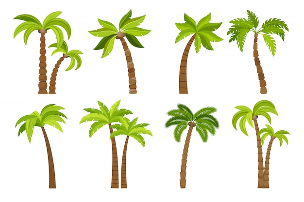 Palm tree set 