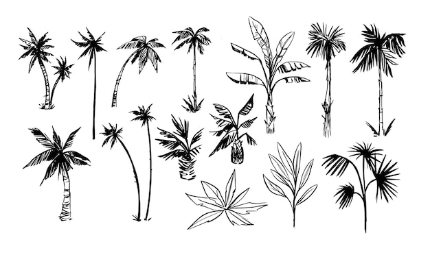 Palm tree sketches set Tropical plants Hand drawn illustrations converted to vector