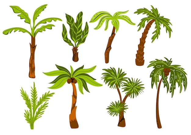 Palm trees Decorative tropical trees with different shapes leaves botanical exotic plants jungle coconuts miami beach flora subtropical climate swanky vector cartoon flat set