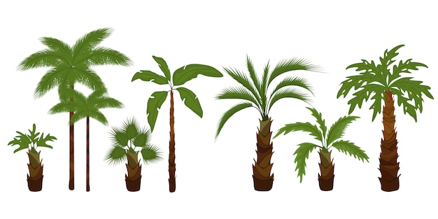 Palm trees flat   illustrations set. Tropical tree green leaves, beach palms and retro california greenery.