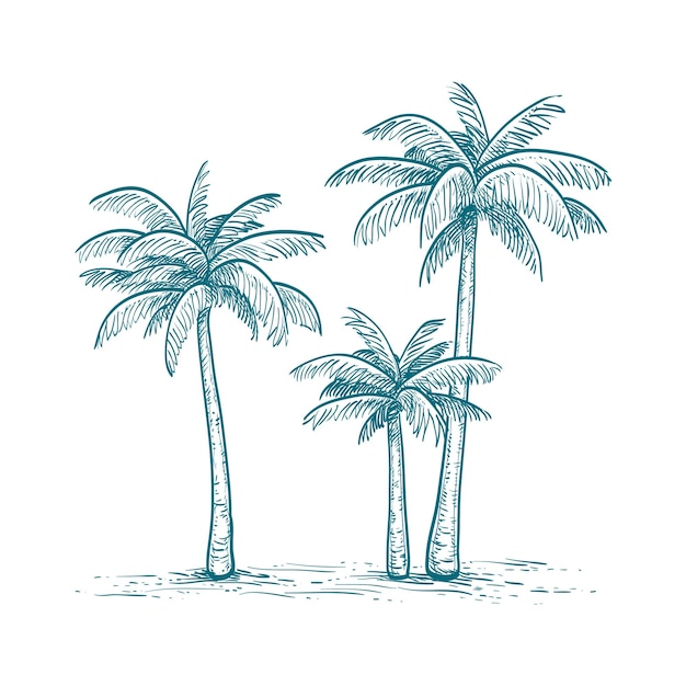 Palm trees ink sketches