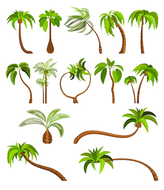 Vector palm trees isolated on white background beautiful vectro palma tree set vector illustration