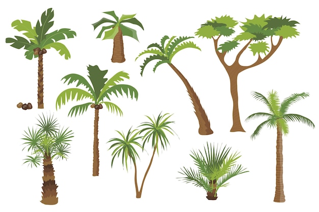 Palm trees set graphic elements in flat design Bundle of different types of palm trees with coconuts and bushes with green crown of leaves trunks and branches Vector illustration isolated objects