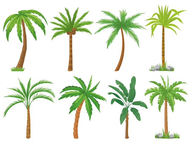 Palm trees. Tropical tree green leaves, beach palms and retro california greenery isolated  set