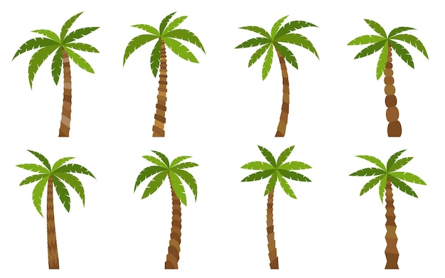 Palms tree cartoon set Tropical california beach palm greens Jungle hawaiian green trees isolated on white background Fresh exotic natural plant coconut tree