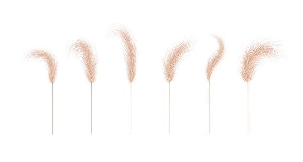 Pampas grass collection. Floral ornament elements in boho style.