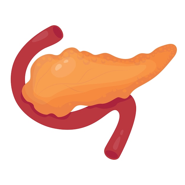 Pancreass Human organ Vector illustration in flat cartoon style Anatomy concept