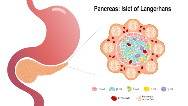 Pancreatic Islet of Langerhans cells diagram vector