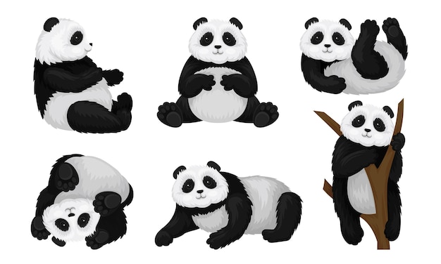 Panda Animal in Different Poses Vector Set Bear Climbing the Tree and Turning Upsidedown on the Ground Funny Mammal Collection