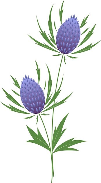 Panicaut or Panicaults vector illustration Blue Eryngo Flower Isolated on White Background