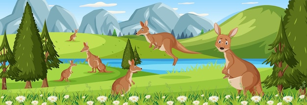 Panorama landscape scene with many kangaroos in the forest