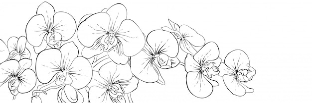 Panoramic ink orchids flowers banner. Line black and white illustration