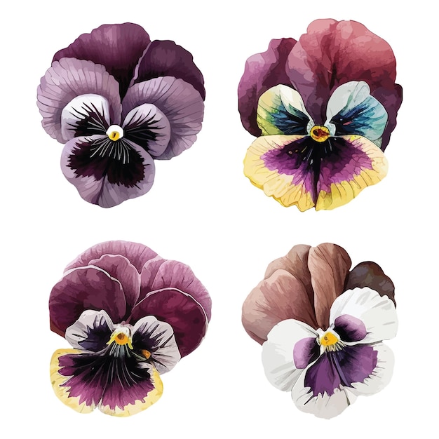 Pansies flower clipart isolated vector illustration