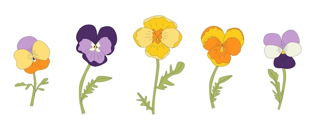 Pansies flower illustration set Violet and yellow blooms isolated on white background