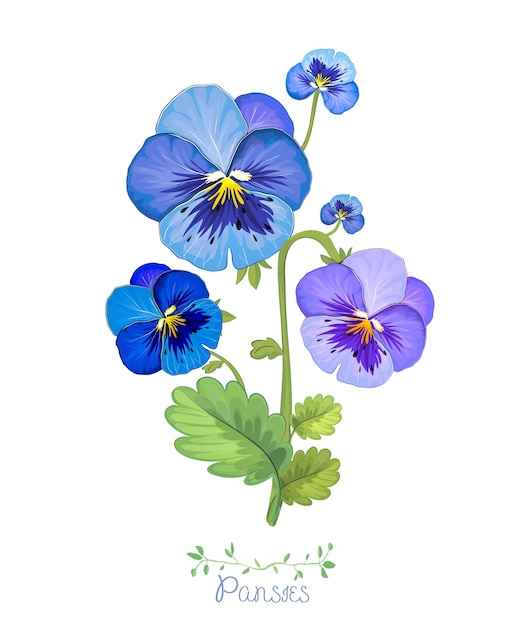 Vector pansies forgetmenots spring garden flowers and plants blue petals and buds on a white backgroun