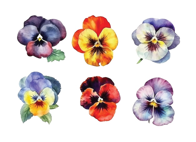 Pansy flowers watercolor paint collection