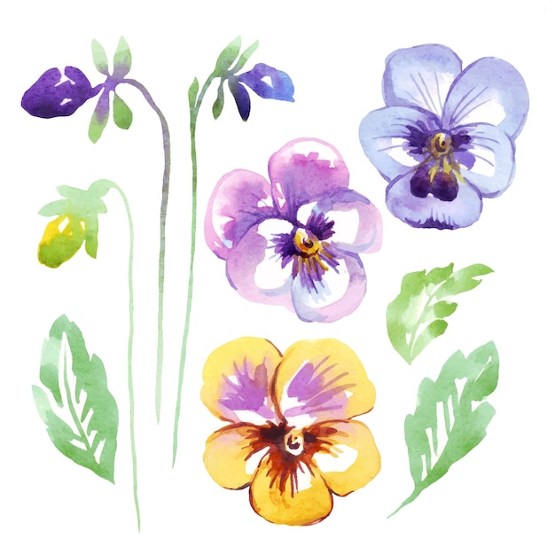 Pansy Watercolor clipart