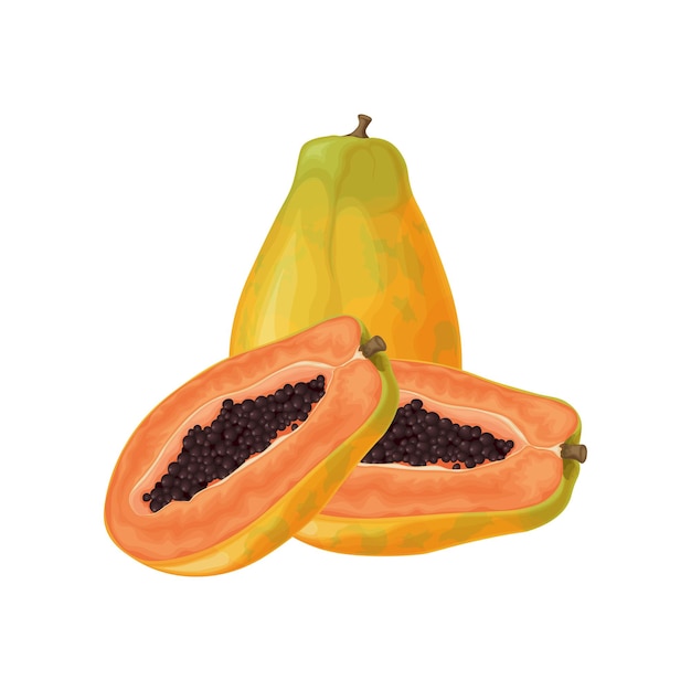 Papaya Fresh sweet papaya Ripe fruit Exotic fruits Papaya in the cut Vector illustration isolated on a white background