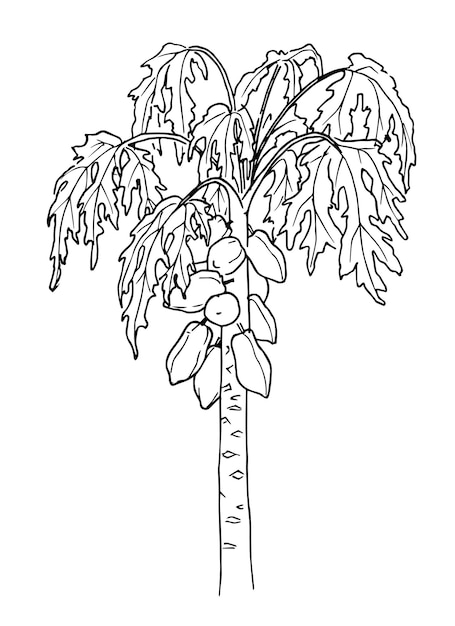 Papaya fruit Tree Vector hand drawn illustration of Pawpaw palm in line art style Drawing of tropical plant in black and white colors in isolated background Botanical sketch for food label or logo