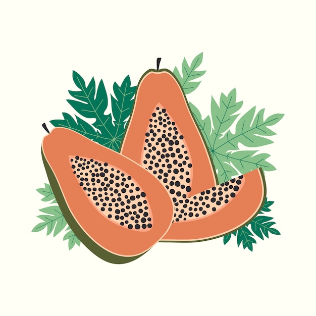 Papaya fruit vector illustration