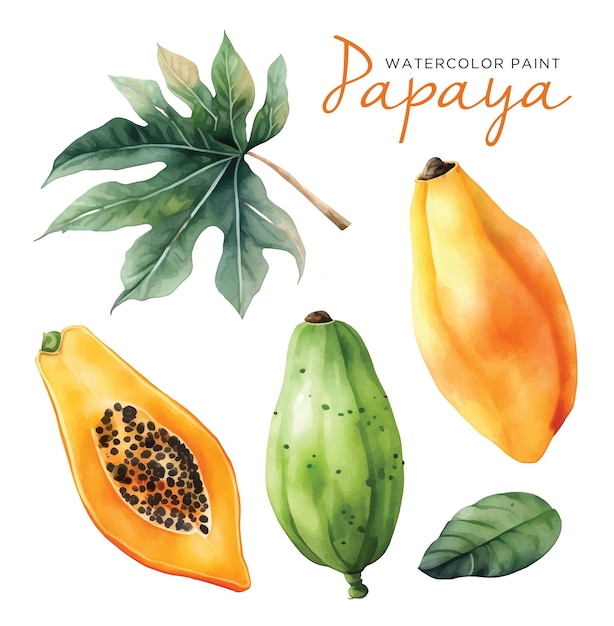 Papaya fruit watercolor paint collection