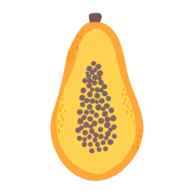 Papaya illustration Hand drawn half of papaya Vector illustration