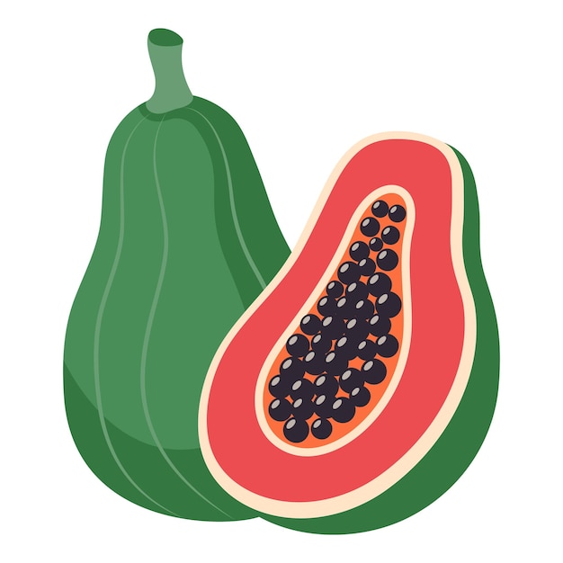 Papaya isolated on white background hand drawn illustration