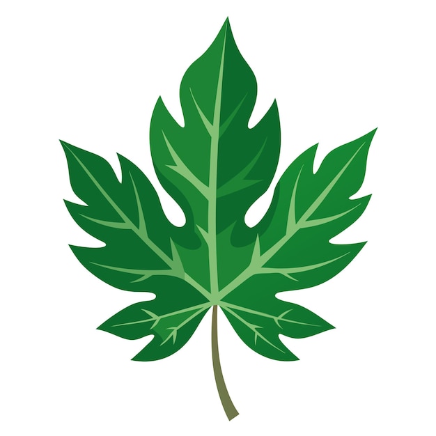 papaya leaf clipart vector art and illustration