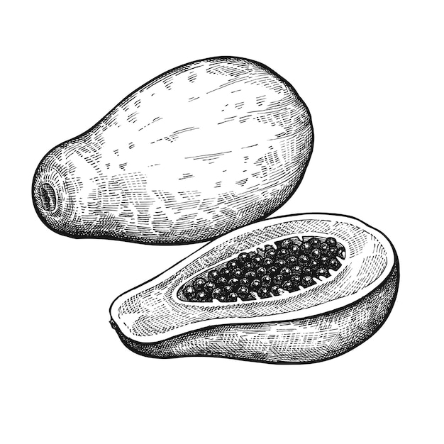 Papaya Realistic Black and White vector illustration of Fruit