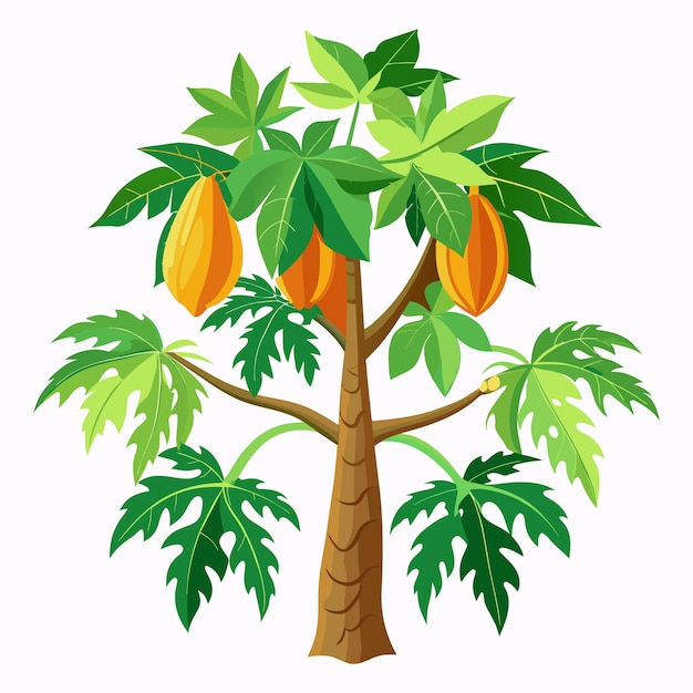 papaya tree white background