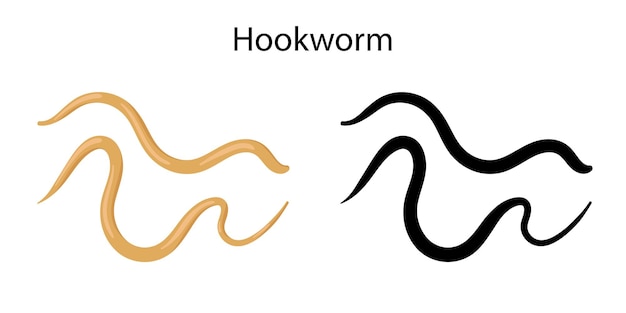 Parasites worms in domestic animals hookworm