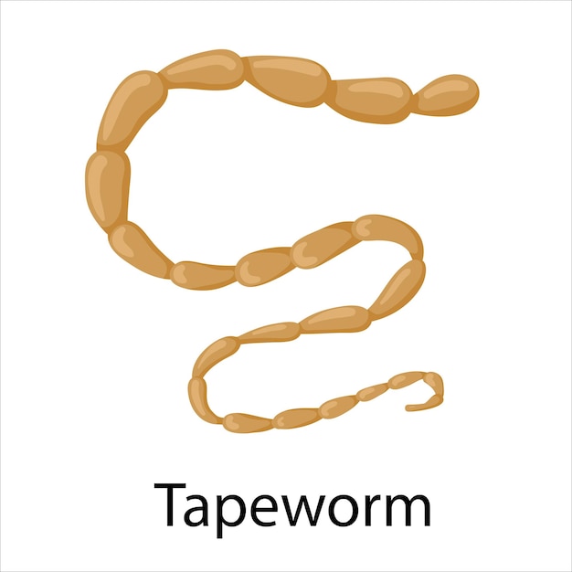 Parasites worms in domestic animals tapeworm