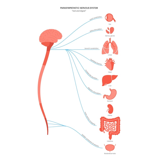 Parasympathetic nervous system