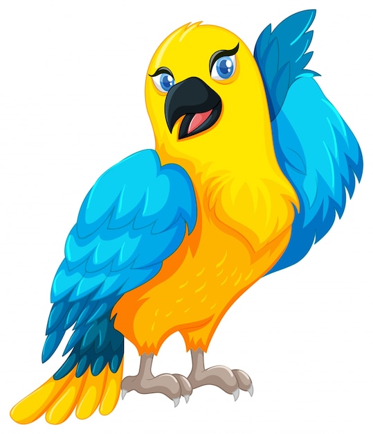 Parrot bird with yellow and blue feather