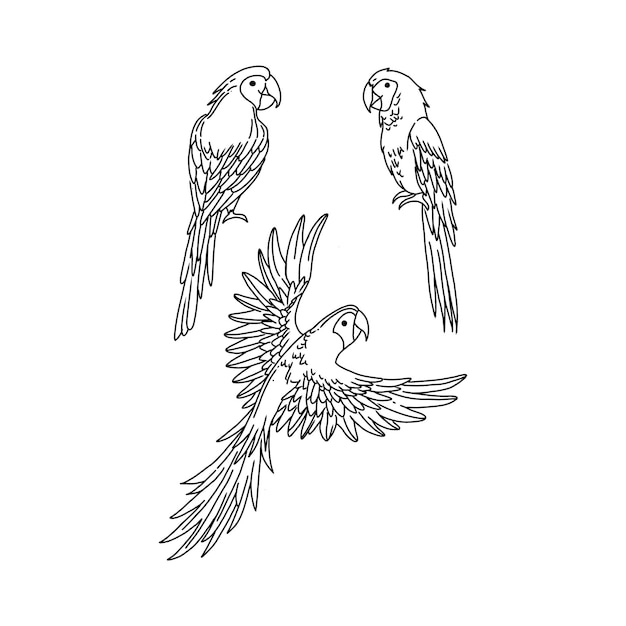 parrot handrawn doodle illustrations vector set