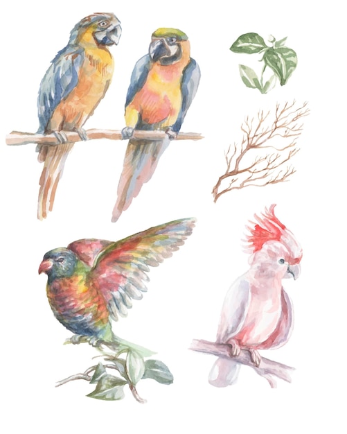 Vector parrot tropical birds watercolor illustration hand drawn jungle