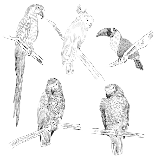 Parrots