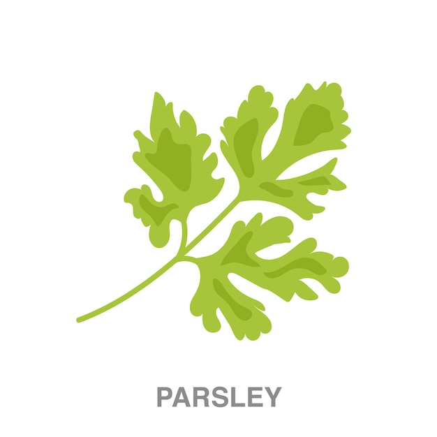 Parsley illustration on transparent background