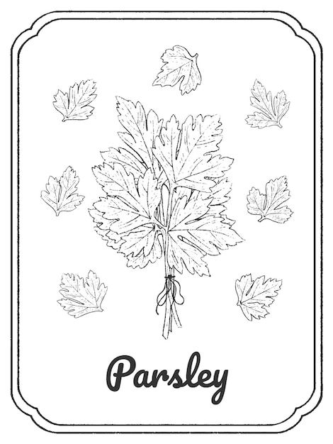 Parsley ink sketch Isolated on white background Hand drawn vector illustration Doodle monochrome outline