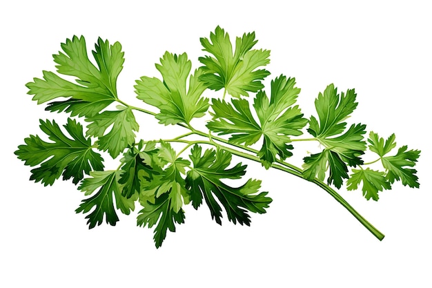 Parsley isolated on white background