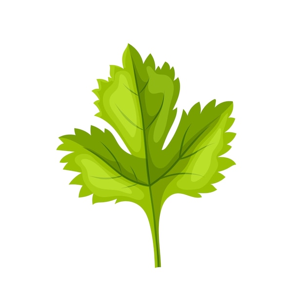 Parsley leaf green cartoon vector illustration