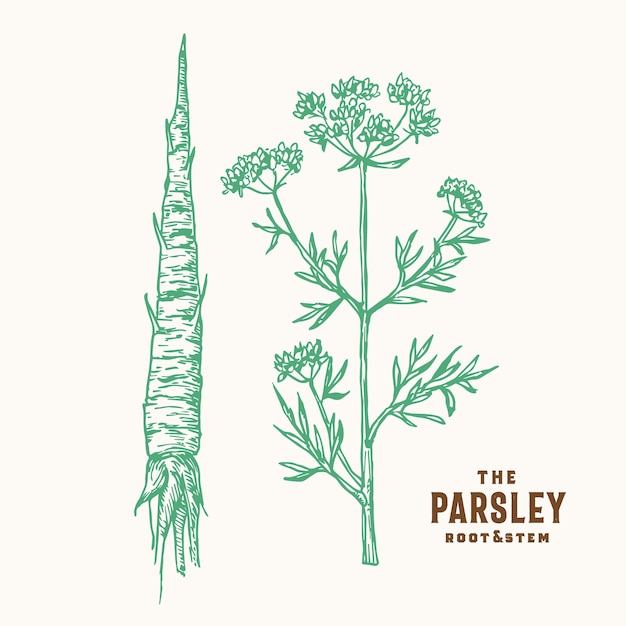 Parsley Root and Stem Sign