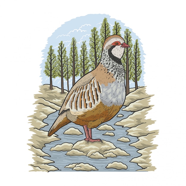 Partridge River Illustration