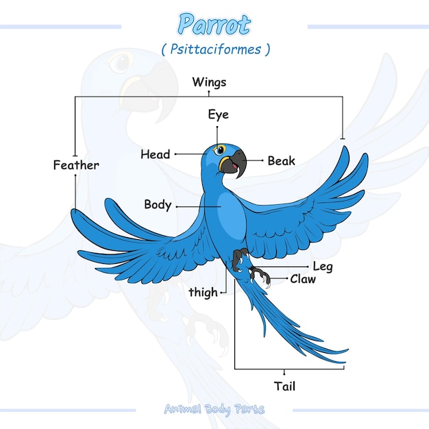 parts of a bird cartoon