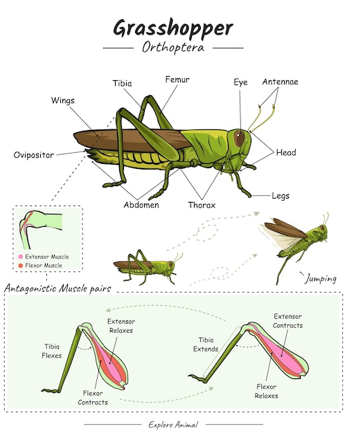 Parts of grasshopper leg and body