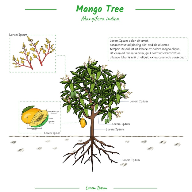 Parts Of a Mango Tree template