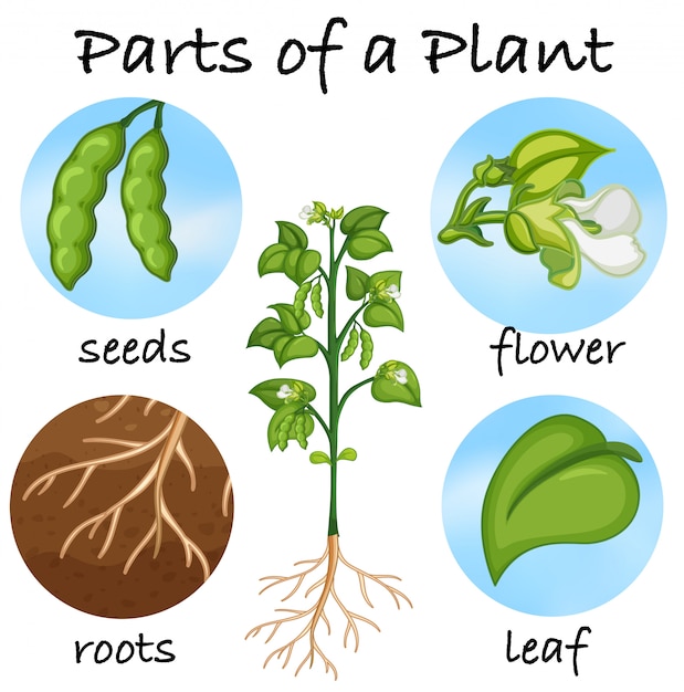 Parts of a plant