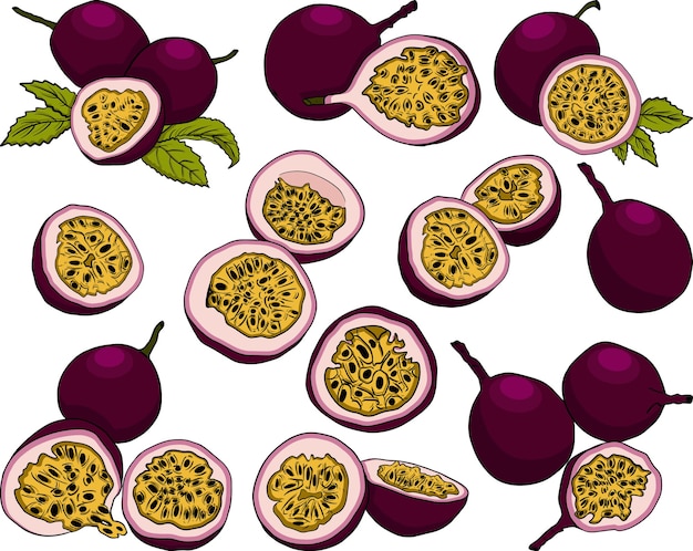 Passion fruit vector illustration Delicious tropical vegetarian objects