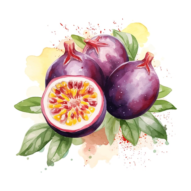 Passion fruit watercolor clipart