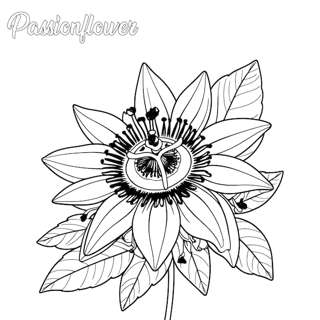 Passionflower hand drawn coloring page and outline vector